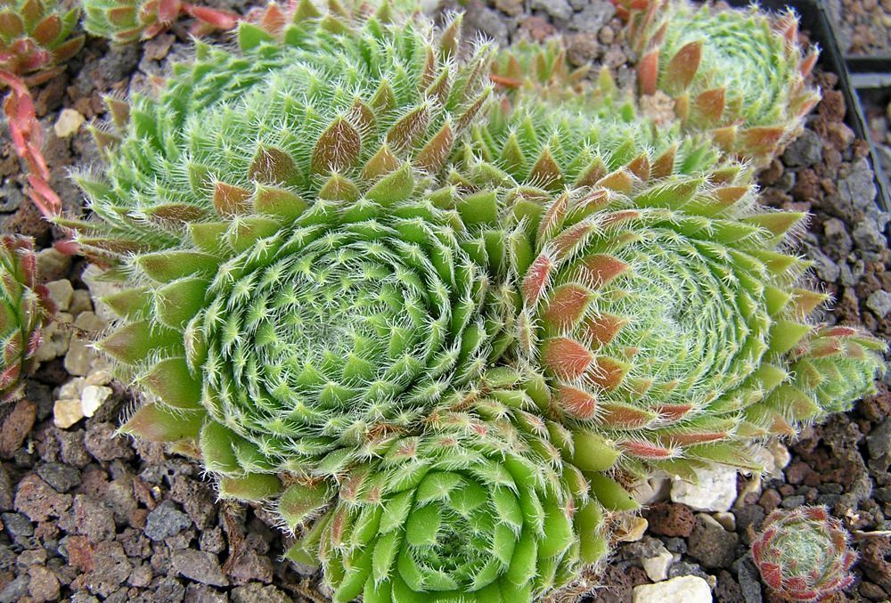 Sempervivum ciliosum